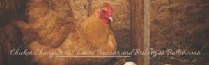 Chicken Changezi at Chawri Bazaar and Bribery at Ballimaran